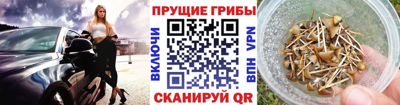 Псилоцибиновые грибы GOLDEN TEACHER  omg зеркало  Грозный 